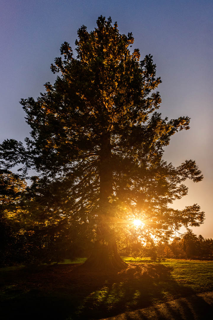  Champion Redwood 
