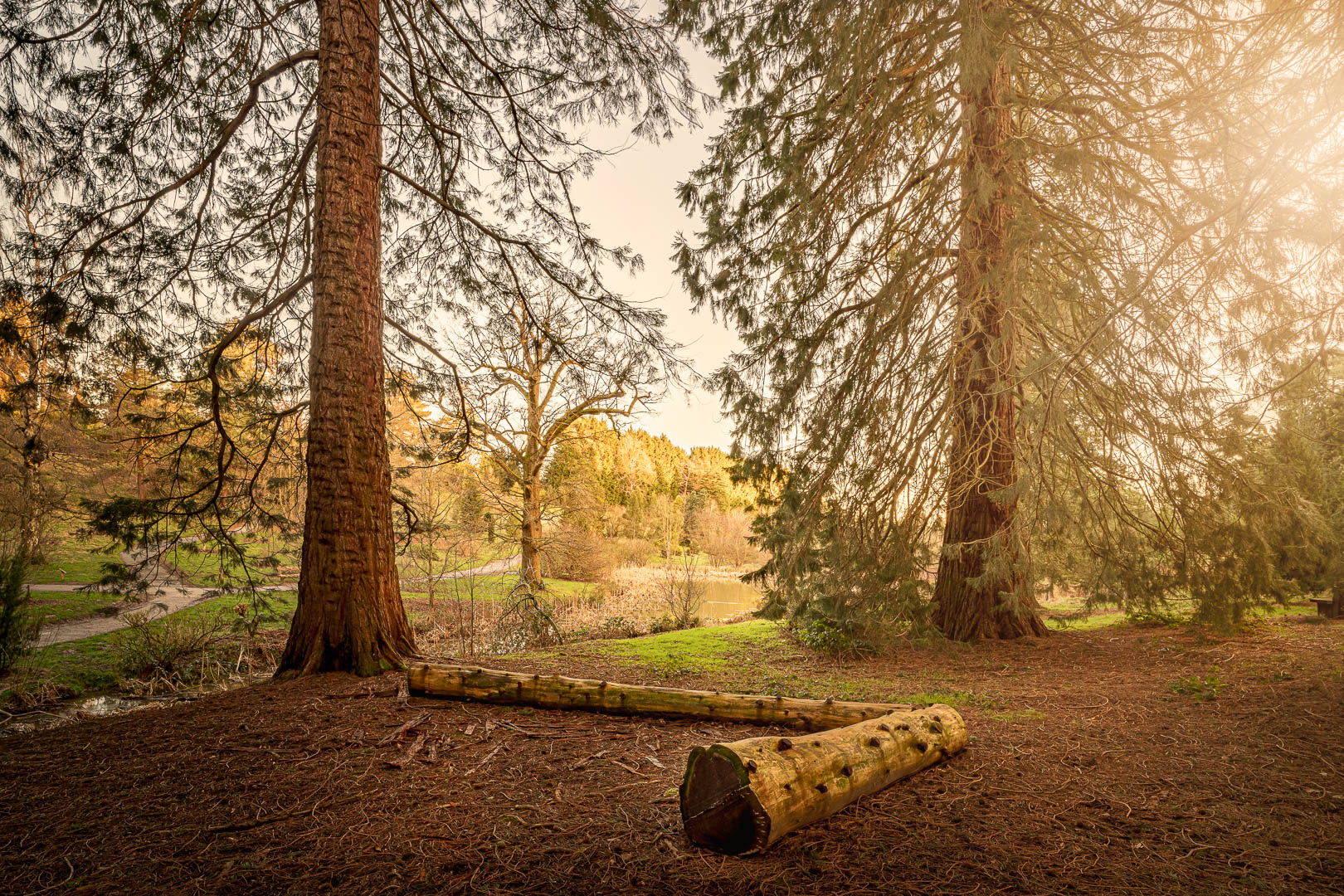  Forest Giants 